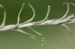 Annual trampweed